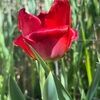 lee_j01